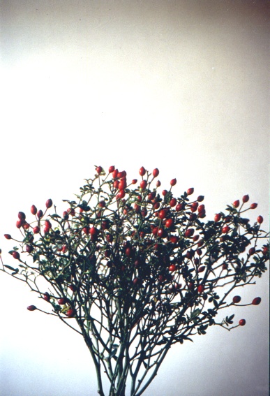  Variet n.  643 
