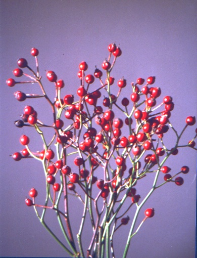  Inedita 1054 